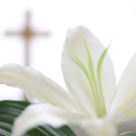White_Easter_Lily_updated_03_19_25
