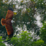 eagle-pexels-rajukhanp-18783876_2000